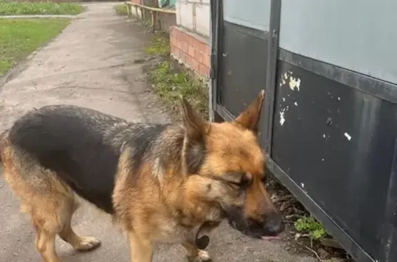 Найдена собака, Матросовская улица, 66А, Борисоглебск - овчарка с ошейником - photo