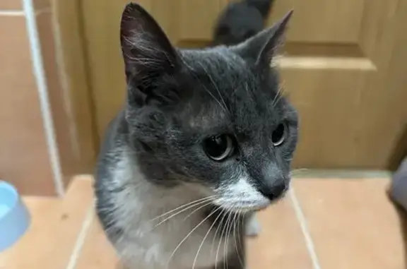 Найдена кошка, Серов, фото: Найдена кошка, улица Ленина, 150, Серов - серо-белый окрас, очень ласковая