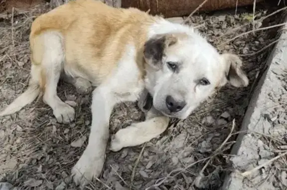 Найдена собака, Новосибирск, фото: Найдена собака, улица Фадеева, 56, Новосибирск - лежит возле частного сектора