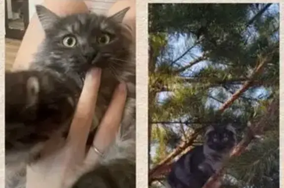 Потерянные животные Плеханово, фото: Пропала кошка, улица 70 лет Победы, 5, Плеханово - котику нет года, домашний