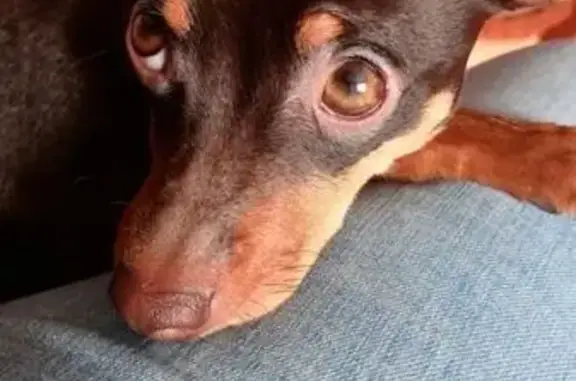 Пропала собака, Тэмь, Прибрежнинское - правое ушко отморожено - photo