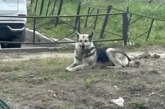 Найдена собака, Санкт-Петербург, фото: Найдена собака, Якорная улица, 7А, Санкт-Петербург - похожа на овчарку