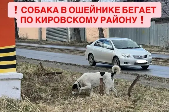 Найдена собака, Хабаровск, фото: Найдена собака, улица Джамбула, Хабаровск - белая с черными пятнами