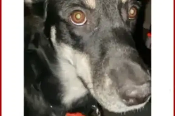 Пропала собака, улица Красная Пресня, 55, Тында - черно-белый, боится всего - photo