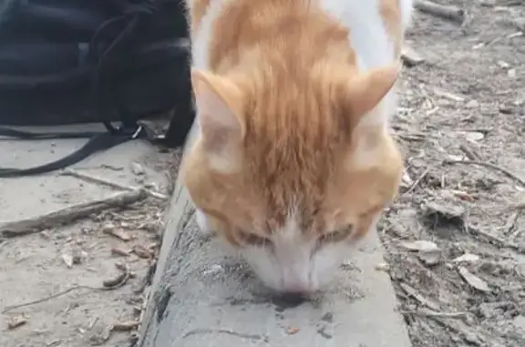 Найдена кошка, Казань, фото: Найдена кошка, улица Красной Позиции, Казань - рыжая и белая, худой, ухоженный