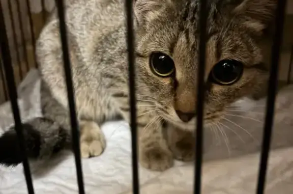 Найдена кошка, Рязань, фото: Найдена кошка, улица МОГЭС, городской округ Рязань - серая полосатая, ручная