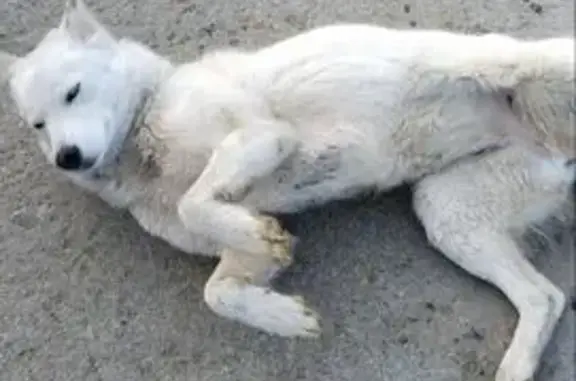 Найдена собака, Каменка, фото: Найдена собака, Почтовый переулок, 5, Каменка - белая хаски, девочка