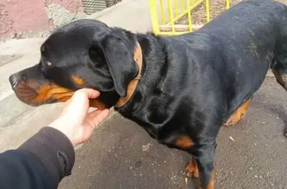 Найдена собака, Иркутск, фото: Найдена собака, 2-я Железнодорожная улица, 59, Иркутск - ротвейлер с бежевым ошейником