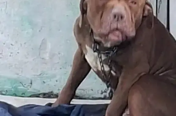 Найдена собака, Рязань, фото: Найдена собака, Вокзальная улица, 11, Рязань - коричневый окрас и строгий ошейник