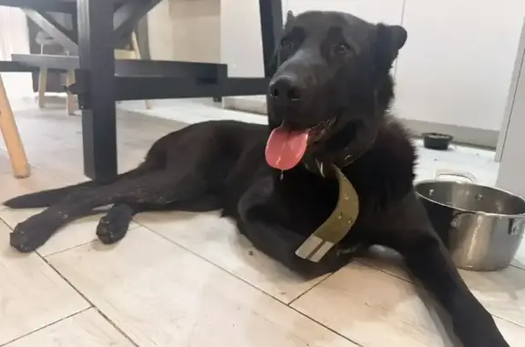 Найдена собака, Новосибирск, фото: Найдена собака, улица Богдана Хмельницкого, 8/3, Новосибирск — похож на немецкую овчарку