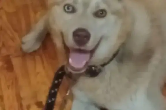 Найденные животные Челябинск, фото: Найдена собака, Новомеханическая улица, Челябинск - рыже-бежевый песик с травмированной лапой