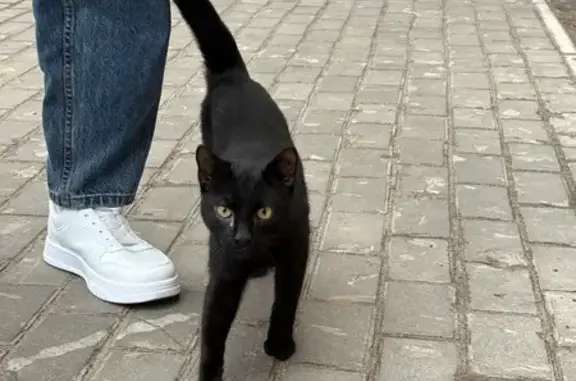 Объявления о пропавших и найденных животных, Северодвинск, фото: Найдена кошка, улица Серго Орджоникидзе, 16А, Северодвинск - котенок-подросток, домашний