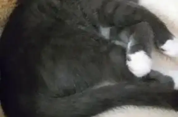 Пропала кошка, Оса — темно-серая с белыми грудкой и лапками - photo