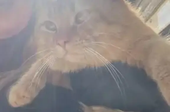 Пропала кошка, улица Турчинского, 53, Красная Поляна - рыжий с голубым ошейником - photo