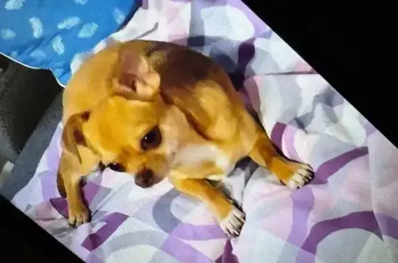 Найдена собака, Омск, фото: Найдена собака, Космический проспект, 101/1, Омск - нашла женщина