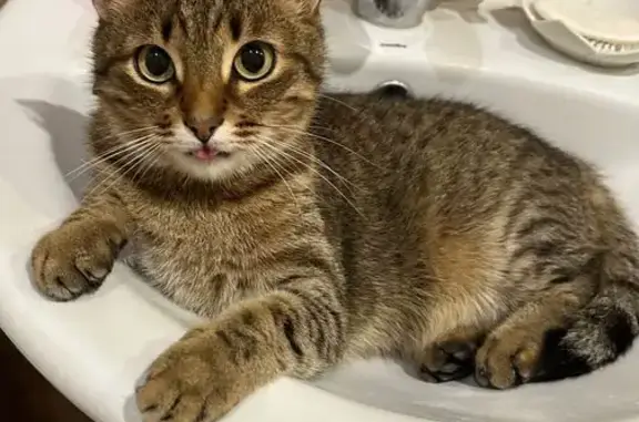 Пропала кошка, Пятовская, Тотьма - полосатая с отмороженным кончиком уха - photo