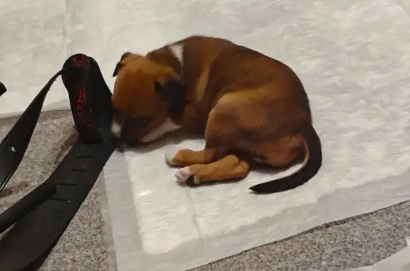 Найдена собака, Ставрополь, фото: Найдена собака, улица Васильева, 4А, Ставрополь - щенок с белой шеей и лапками