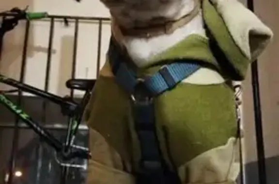 Собаки потеряшки, Красноярск, фото: Потеряшка собака, проспект имени газеты Красноярский Рабочий, 69, Красноярск - бело-серый окрас, коротко стриженный