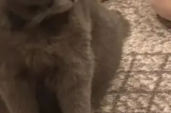 Пропала кошка, улица Карла Либкнехта, Славгород - дымчатая с чёрным ошейником - photo