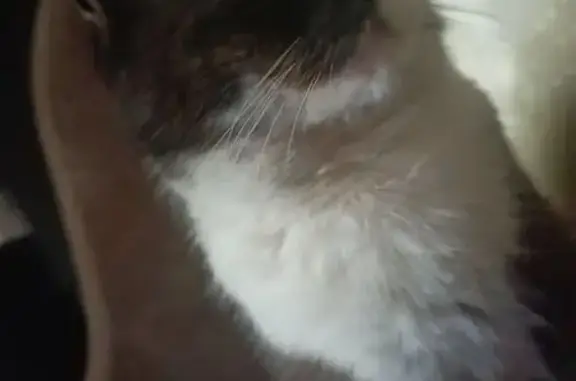 Найдена кошка, Бийск, фото: Найдена кошка, Приобская улица, Бийск - белый с коричневым окрас