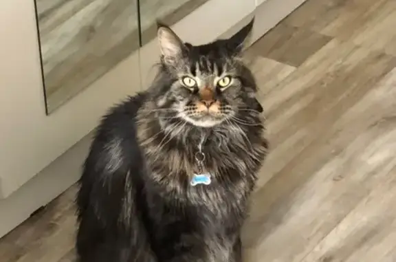 Кошки потеряшки, Новосибирск, фото: Потеряшка кошка, Сухановская улица, 6А, Новосибирск