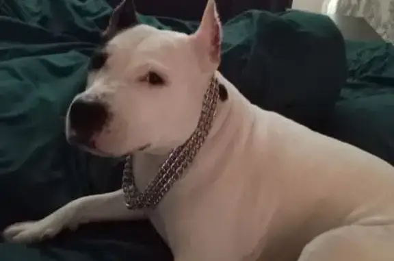 Найдена собака, Оренбург, фото: Найдена собака, проспект Победы, 170, Оренбург - белая с черными пятнами