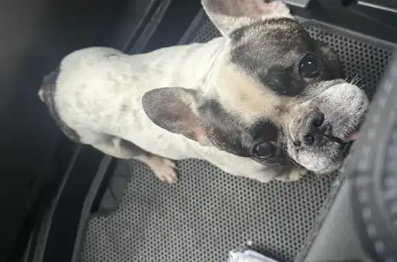 Найдена собака, Иркутск, фото: Найдена собака, улица Лермонтова, 24, Иркутск - французский бульдог бело-черный