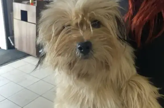 Найдена собака, Хабаровск, фото: Найдена собака, улица Руднева, 97, Хабаровск - бежевая шерстка