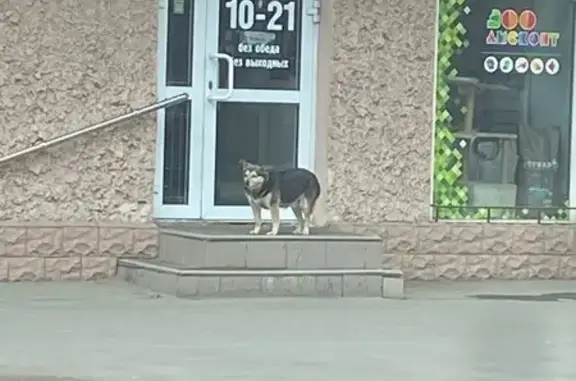 Найдена собака, Иркутск, фото: Найдена собака, улица Дзержинского, 26, Иркутск - в районе центрального рынка