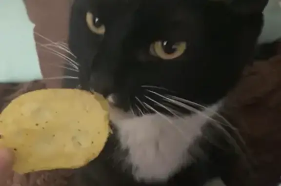 Пропала кошка, улица Ленина, 114, Лесной - черно-белый окрас, откликается на «кузсся» - photo