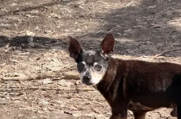 Найдена собака, Кемерово, фото: Найдена собака, улица Веры Волошиной, 31, Кемерово - пожилой пес с опухолью в паху