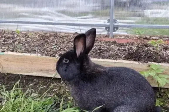 Найденные животные Покровка, фото: Найден кролик, 1-я Октябрьская улица, 71, Покровка - черный с белым пятнышком