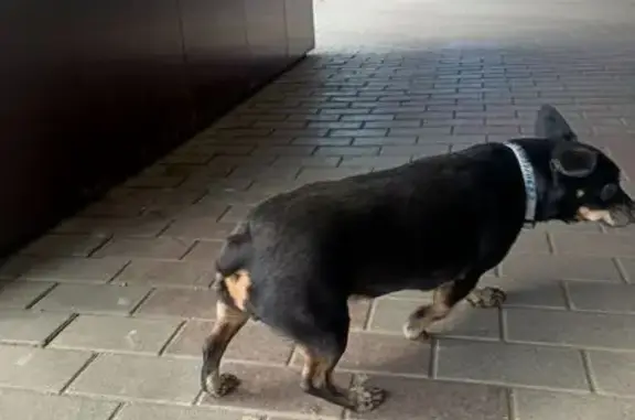 Найдена собака, Киров, фото: Найдена собака, улица Щорса, 95, Киров - белый ошейник с синими полосками