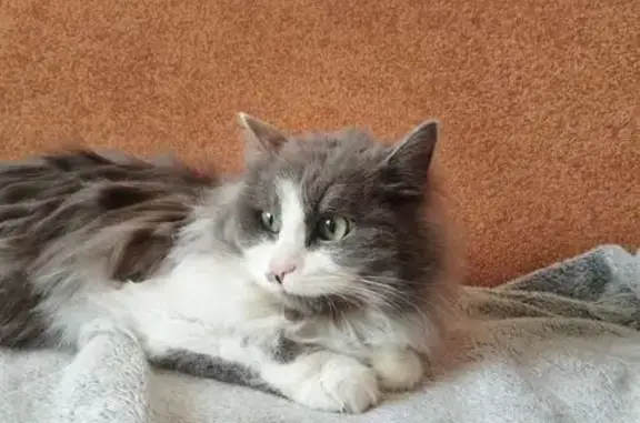 Найдена кошка, Ангарск, фото: Найдена кошка, 10, Ангарск - пушистый и ласковый котик