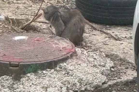 Найдена кошка, Рязань, фото: Найдена кошка, улица Тимуровцев, 5, Рязань - серая длинношерстная с белой полосой