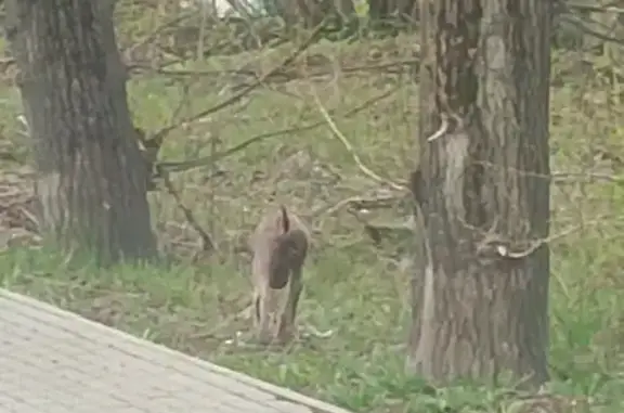 Найдена собака, Калуга, фото: Найдена собака, Поселковая улица, Калуга - в наморднике