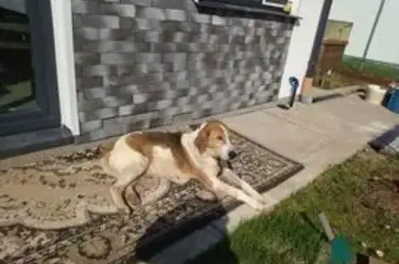 Найдена собака, Завьяловский район, фото: Найдена собака, Гравитационная улица, Завьяловский район - трехцветная охотничья