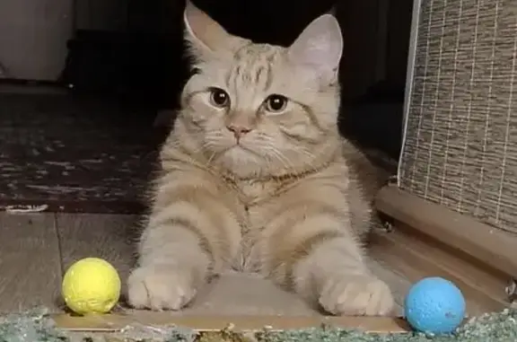 Пропала кошка, улица Согласия, 5, Лянтор - рыжая с кисточками на ушах - photo