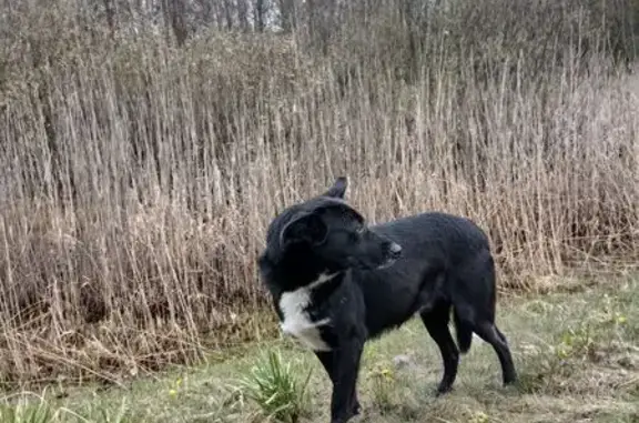 Найдена собака, Потанинское, фото: Найдена собака, «Кола», Потанинское - черный пес с белой грудью