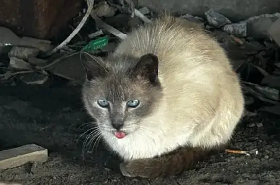 Найдена кошка, Санкт-Петербург, фото: Найдена кошка, проспект Косыгина, 22, Санкт-Петербург - травмирована челюсть