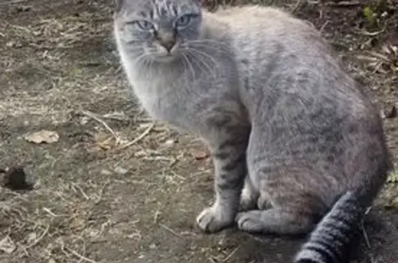 Найдена кошка, Иркутск, фото: Найдена кошка, улица Софьи Ковалевской, Иркутск - ласковая, людей не боится