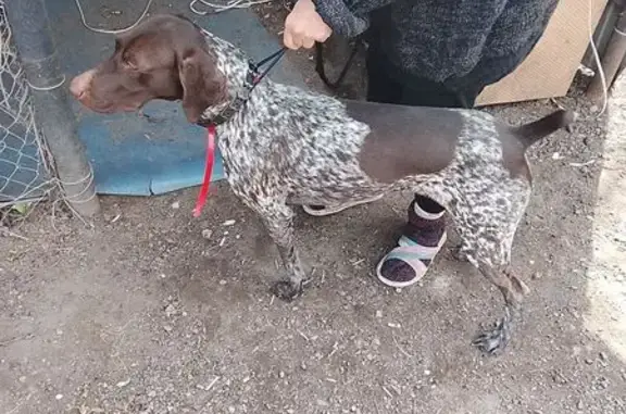 Найдена собака, Волгодонск, фото: Найдена собака, 60К-327, городской округ Волгодонск - куцхар коричневый с серыми подпалинами