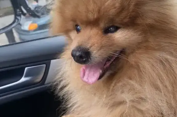 Найдена собака, Екатеринбург, фото: Найдена собака, Реактивная улица, Екатеринбург - ярко рыжий шпиц