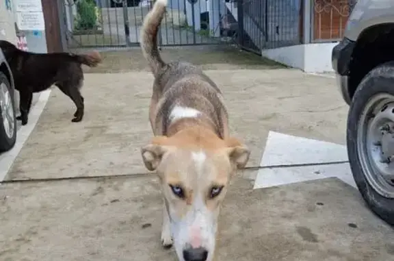 Найдена собака, Красная Воля, фото: Найдена собака, Алычёвая улица, Красная Воля - стройная и воспитанная