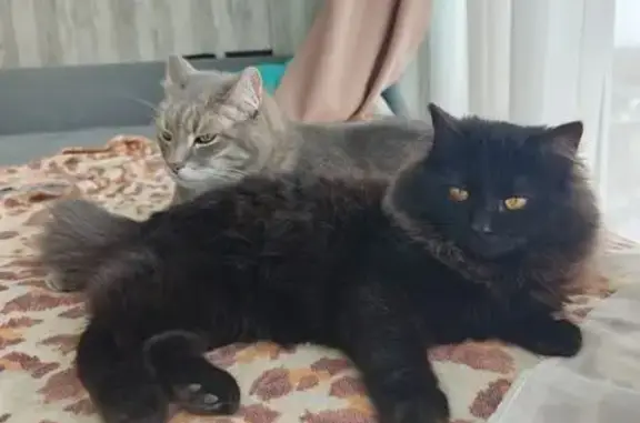Найдена кошка, Нижневартовск, фото: Найдена кошка, улица Нефтяников, 44, Нижневартовск - черная, длинношерстная, около 4 месяцев