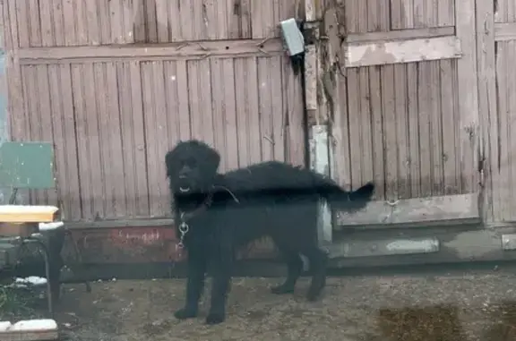 Найдена собака, Псков, фото: Найдена собака, улица Декабристов, 54, Псков - черного цвета, сорван ошейник