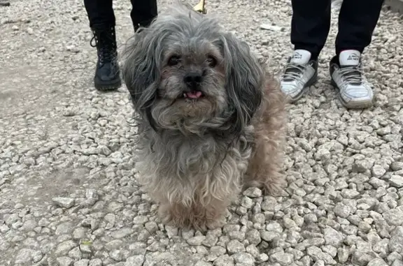 Найдена собака, Воронеж, фото: Найдена собака, улица Якира, 1А, Воронеж