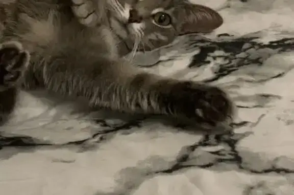 Пропала кошка, Долгая улица, 3В, Пенза - годовалая девочка - photo