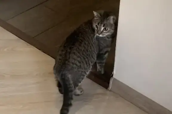 Найдена кошка, Киров, фото: Найдена кошка, Владимирская улица, 132, Киров - молодая и пугливая