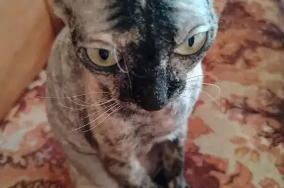 Кошки потеряшки, Камышин, фото: Потеряшка кошка, Ульяновская улица, Камышин